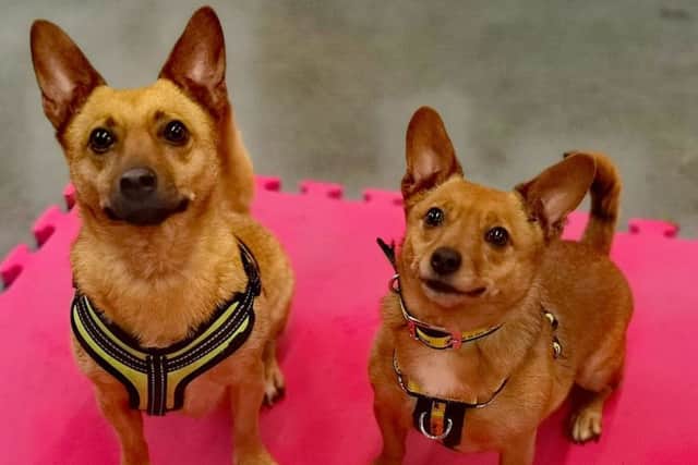 Pammi and Flossie - the Christmas rescue dogs still looking for homes