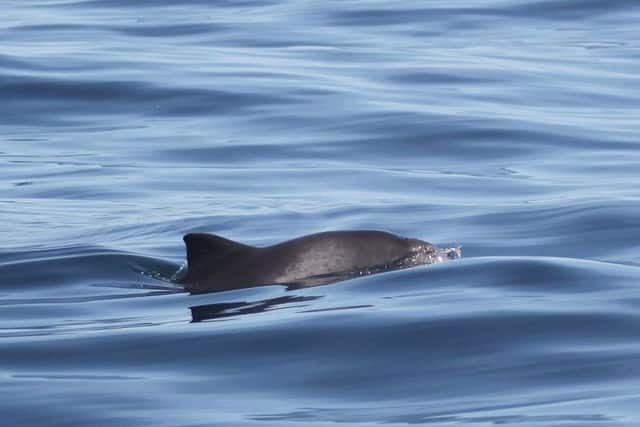 Harbour porpoise. Photo by Niki Clear.