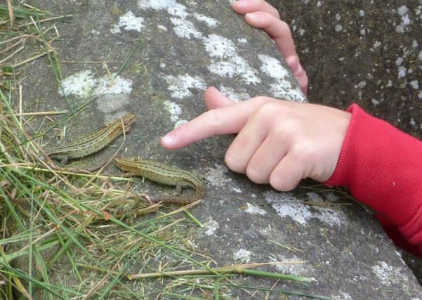 The common lizard at the coastal path in Whitehead. Picture by Cameron Moore.