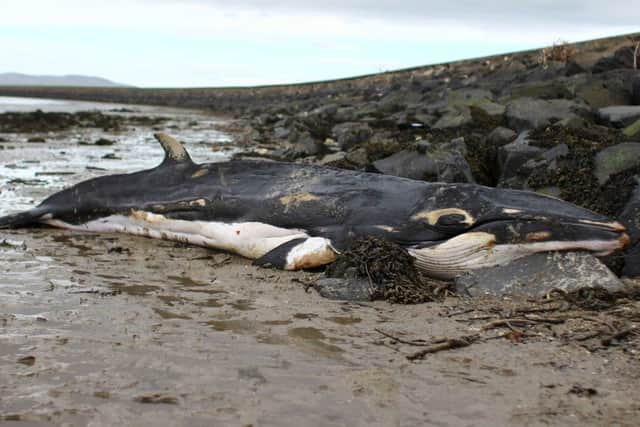 The young minke whale. (Photo supplied by DoE)
