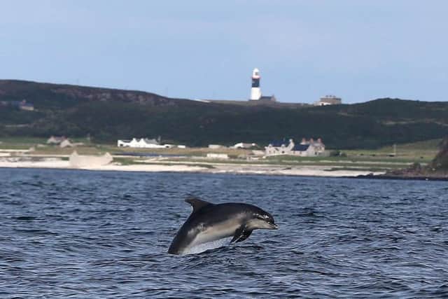 Dolphins put on a display of excellence on the Sea of Moyle between Ballycastle and Rathlin Island with Church Bay Fair Head and the Causeway Coast making a spectular backdrop. PICTURE STEVEN MCAULEY/MCAULEY MULTIMEDIA