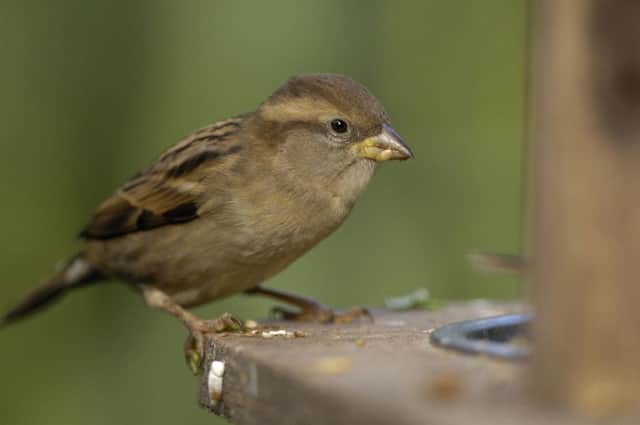 The house sparrow