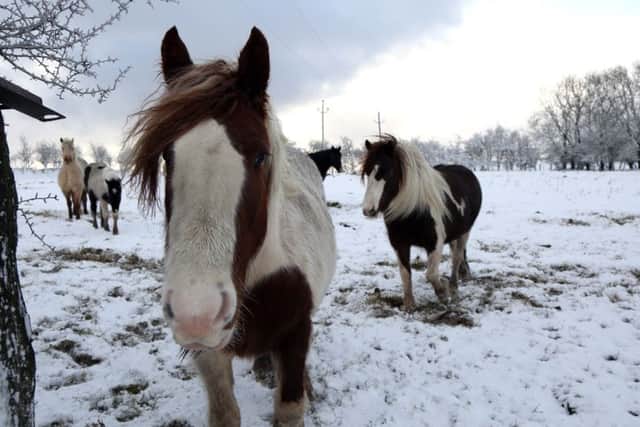 Ponies brave the coldest of weather on Friday at Dundrod just outside Belfast