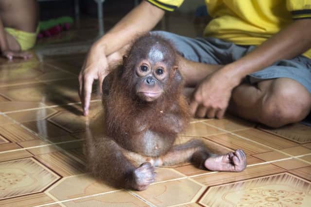 Baby orang-utan Joss who constantly wrapped her arms around her body because she missed her mother but has been rescued by a British animal charity in Borneo