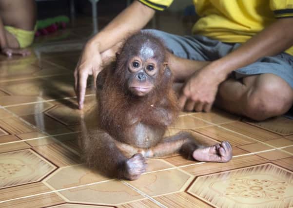 Baby orang-utan Joss who constantly wrapped her arms around her body because she missed her mother but has been rescued by a British animal charity in Borneo