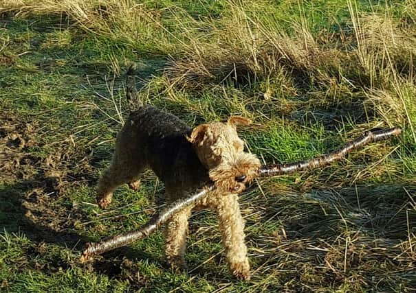 Dylan the Welsh Terrier carries a stick in his mouth