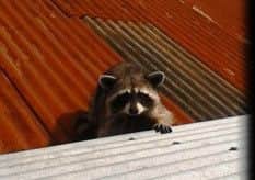 'Rab' the raccoon made the headlines after his great escape from Jungle World.