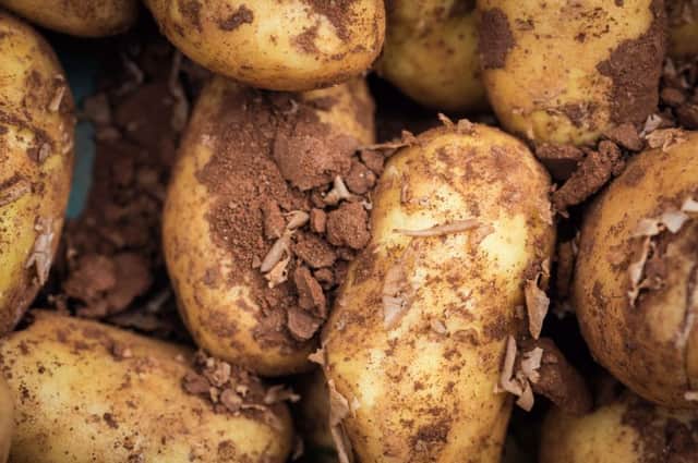Potatoes can be  at the mercy of slugs and blight