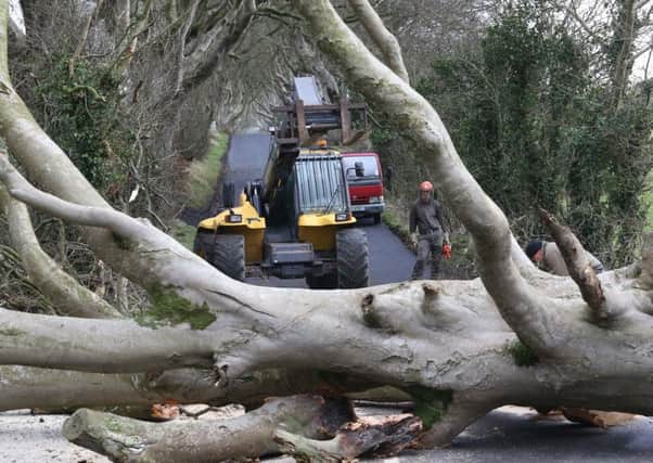 Workmen move in to remove fallen trees at the Dark Hedges in Co Antrim