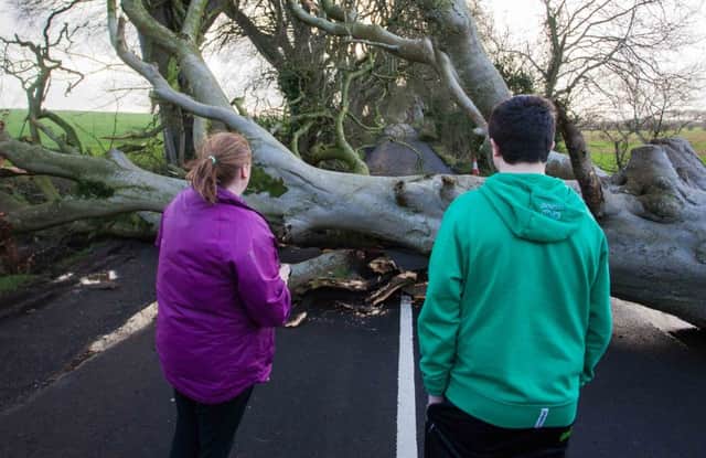 FRIDAY 29TH JANUARY 2016. MCAULEY MULTIMEDIA. Hundreds of homes are without power and several roads throughout Northern Ireland have been closed due to the high winds caused by storm Gertrud. Winds gusting 70-80mph brought down 3 trees at the Dark Hedges, Armoy, a popular tourist attraction in the country with its recent fame from the TV series Game of Thrones. PICTURE MATT STEELE/MCAULEY MULTIMEDIA