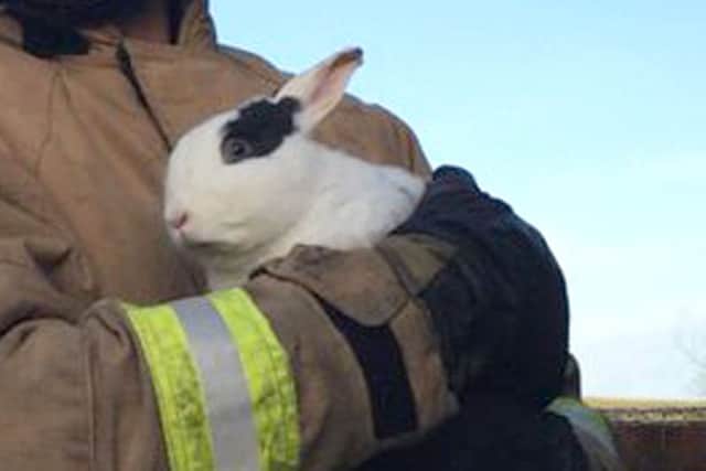 A firefighter rescuing a rabbit after Storm Gertrude blew the pet up on to a roof