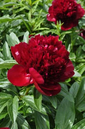 Peony Red Charm, available from Claire Austin