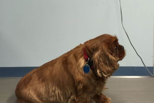 Undated handout photo issued by the PDSA of Lady the chubby Cavalier King Charles Spaniel from Belfast, as takeaway food and booze have been blamed for a growing obesity crisis... among pets