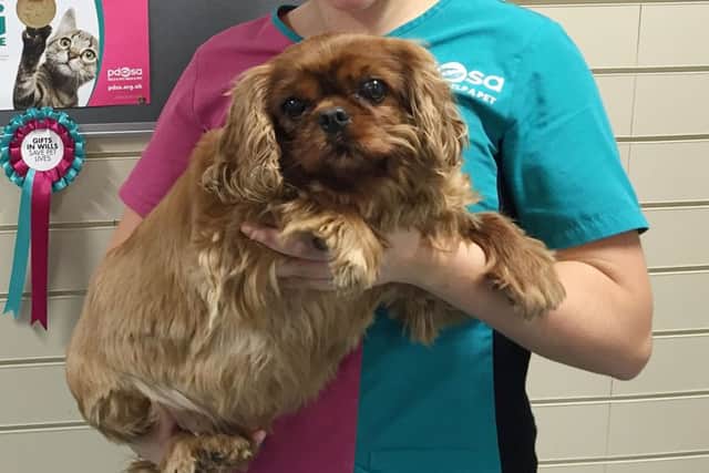 Undated handout photo issued by the PDSA of Lady the chubby Cavalier King Charles Spaniel from Belfast