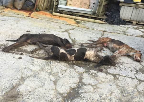 The three dogs which had been shot were described as poor, innocent creatures by farmer Alan Sloane
