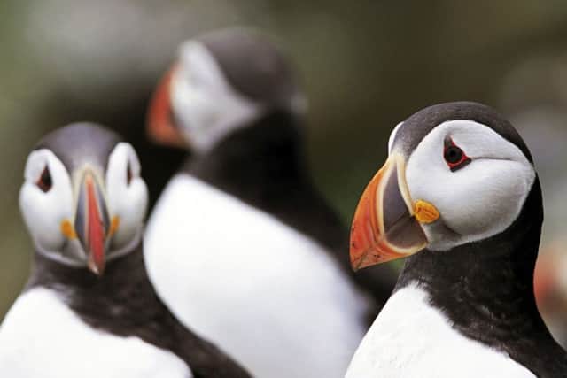 Puffins are among the seabirds that teem to Rathlin in the summer