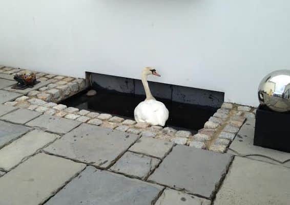 The pen swan was found mute and weakened floating in a pool at an Ardboe home