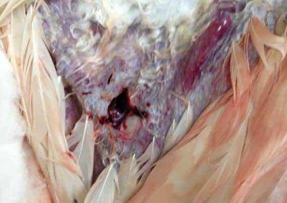 The nasty gunshot wound suffered by the swan