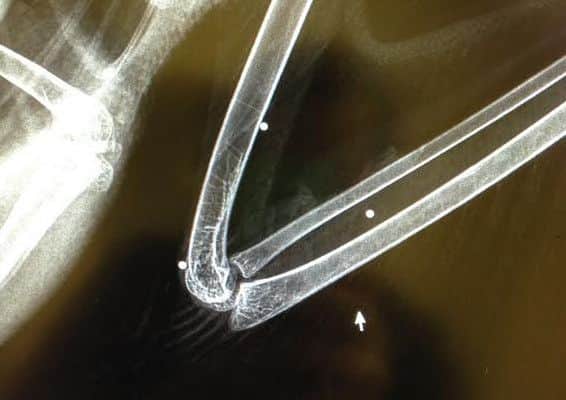 An x-ray shows the three gun shot pellets