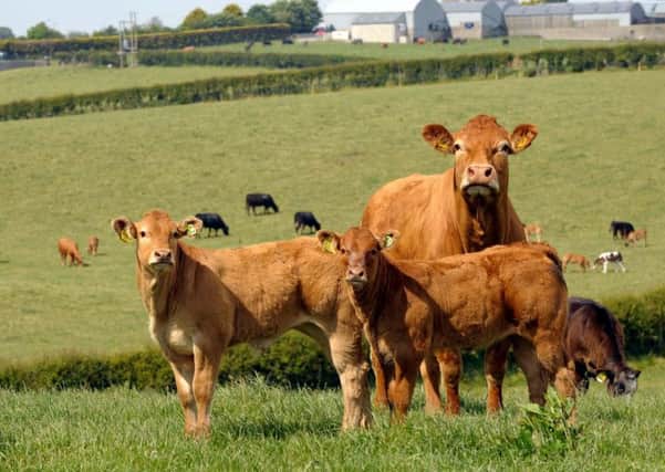 Cows and calves at pasture