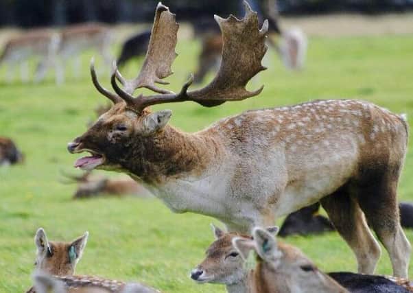 The patrols are aimed at deterring deer poachers