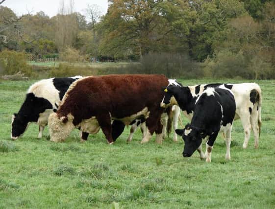 Hereford crosses are making good prices in the marts with a keen demand for both drop calves and store cattle.