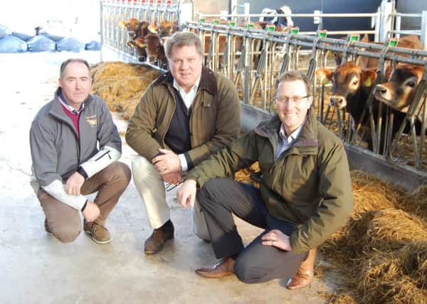 Cogents Andrew Turner (centre) and Hugh Pocock (right) on farm with noted Jersey breeder and Cogent Business Development Manager Ashley Fleming (left) earlier this week.