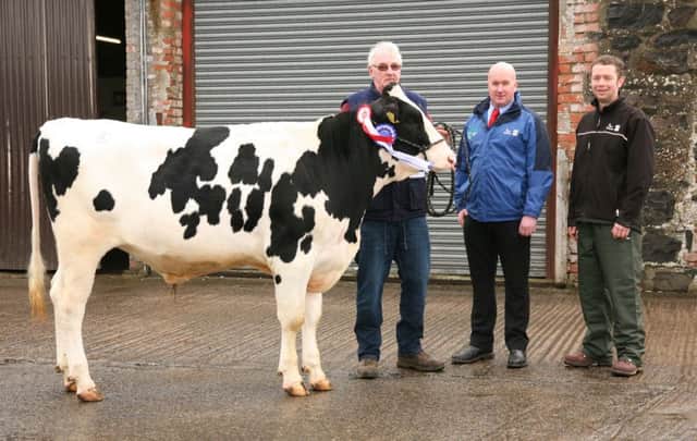 Austin Perry, Ahoghill, exhibited the reserve champion Killane Foley.Included are sponsor Gareth Bell, Genus ABS; and judge Kenny Watson. Picture: John McIlrath