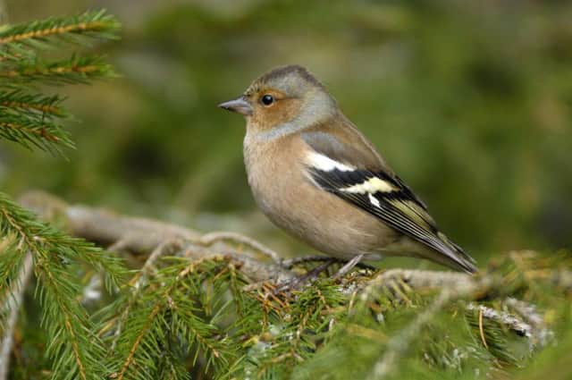 Chaffinch. Picture: Ray Kennedy