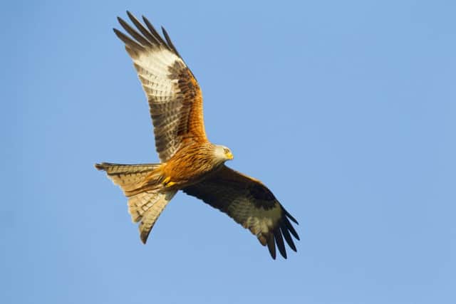 Red Kite. Picture Ben Hall