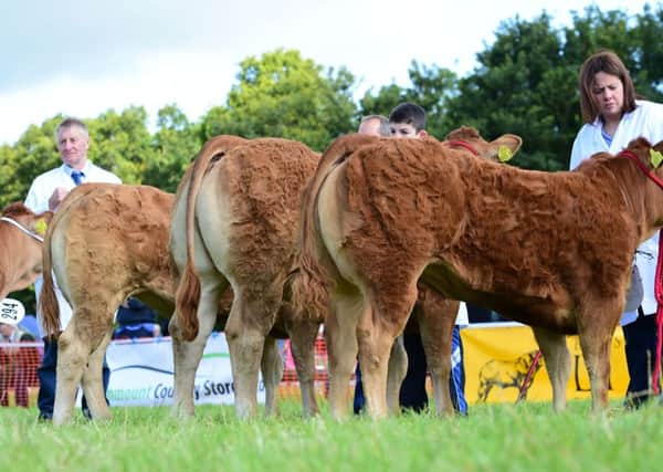 New Competition Limousin Show Champion of Champions set for the off at this year's local agricultural shows