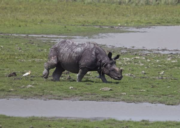A rhino seen while the Duke and Duchess of Cambridge are on safari in Kaziranga National park in Assam, India, on day four of the Royal tour to India and Bhutan