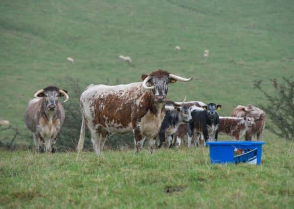 Experts from Scotlands Rural College (SRUC) have recently alerted farmers that due to a mild wet winter, the risk of staggers may be increased