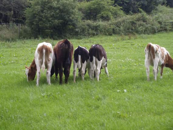 First season grazing cattle Picture: Glasgow Vet School