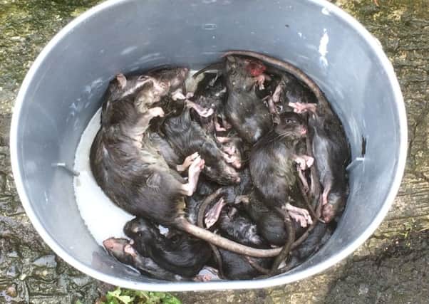 A south Belfast family has been struggling to deal with a plague of rats that has infested their home
.