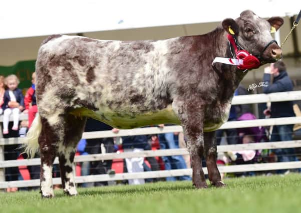 The online auction includes a first class selection of yearling beef shorthorn bulls and heifers. Also featuring are recipients carrying embryos out of the outstanding Caramba Rothes Hottie who was notched up two All Ireland titles, Breed Champion at Tullamore and Female Champion at Balmoral 2015. Perhaps her biggest accolade was winning the ICBF Genomic Ireland 4/5 star suckler replacement class amongst a 50 strong entry from all breeds.