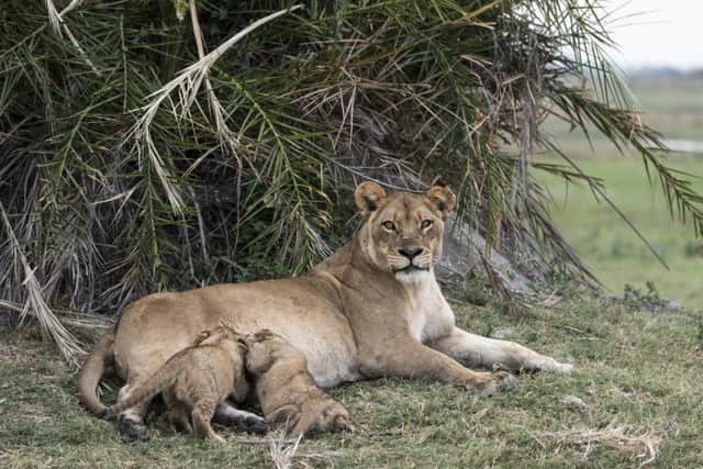 A lioness with cubs at Great Plains Duba Expedition Camp, Botswana