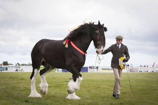 Shire horse at Royal Cheshire County Show