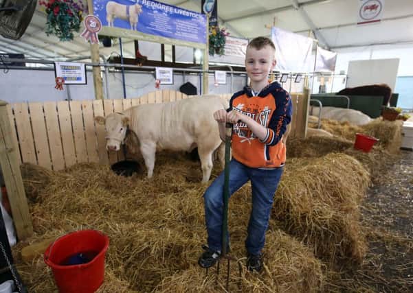 Eddie Mercer, aged 9, from Dromara, preparing Ivaniskey Pedigree  for competition during the first day of the Balmoral Show.
Picture: Brian Little/Presseye