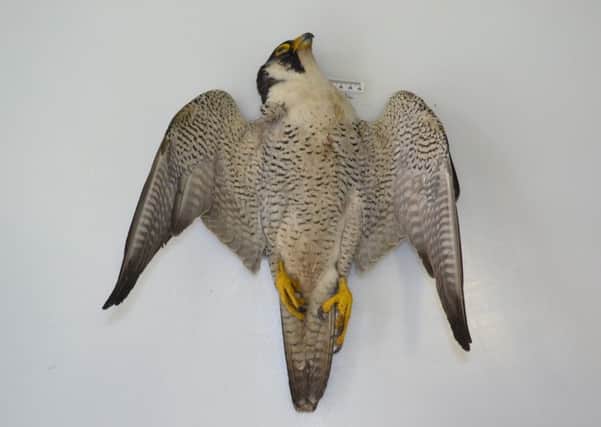 The dead peregrine falcon