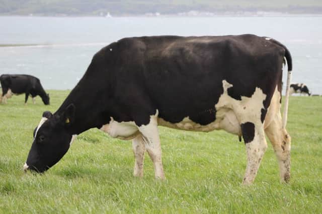 Catlane Chad daughter, Frenchpark Wendy 130 in second lactation