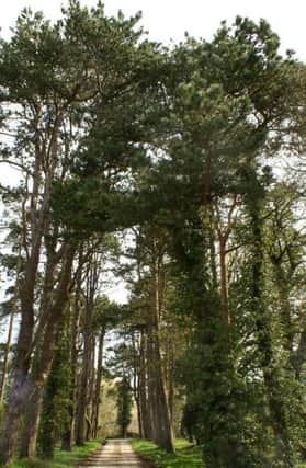 The conifers at Ballinteggart House near Portadown