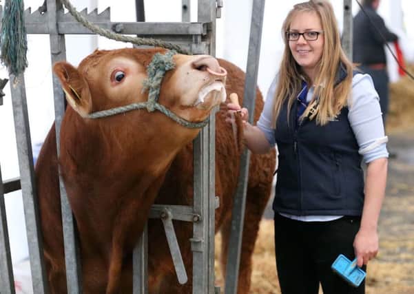 Emma McInnes  preparing  an Limousin Bull  for competition during the first day of the Balmoral Show.
Picture by Brian Little/Presseye