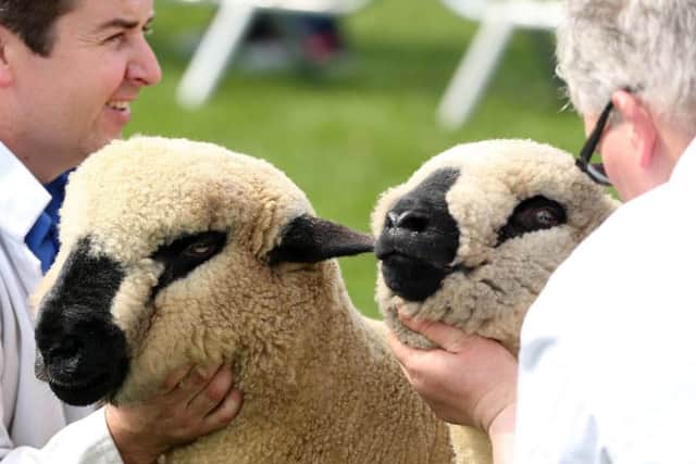 Competition sheep judging during the first day of the Balmoral Show