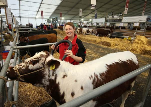 Judith Baxter from Newtownstewart preparing Irish Moyle cattle for competition during the first day of the Balmoral Show