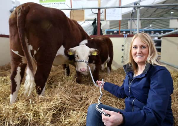 Lyndsey McAllister from Portadown with Nota a Hereford calf  preparing for competition during the first day of the Balmoral Show
