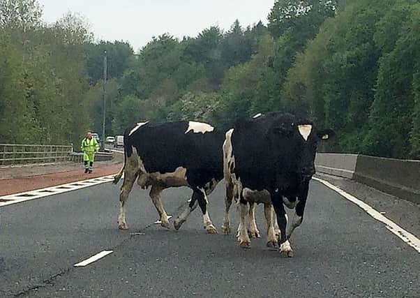 Cows causing chaos on the M1 on Thursday morning.

Photo by Press Eye.
