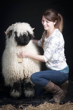 Co-Director of The Valais Blacknose Sheep Society Jenni McAllister with her Valais Blacknose.
