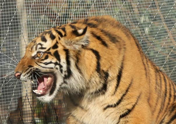Tigers are among the wild cats for which licences have been granted in the UK