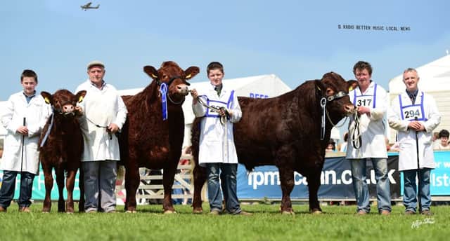 The Salers entry which made history at Balmoral Show when they were tapped out as Interbreed Pairs Champions.